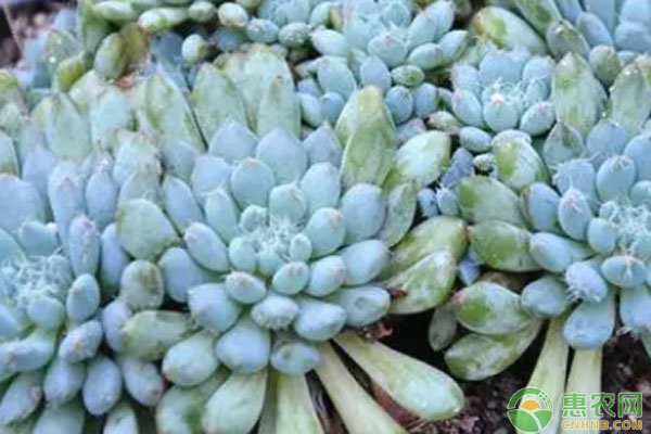 多肉植物品種介紹_品種植物多肉介紹怎么寫_植物多肉的品種