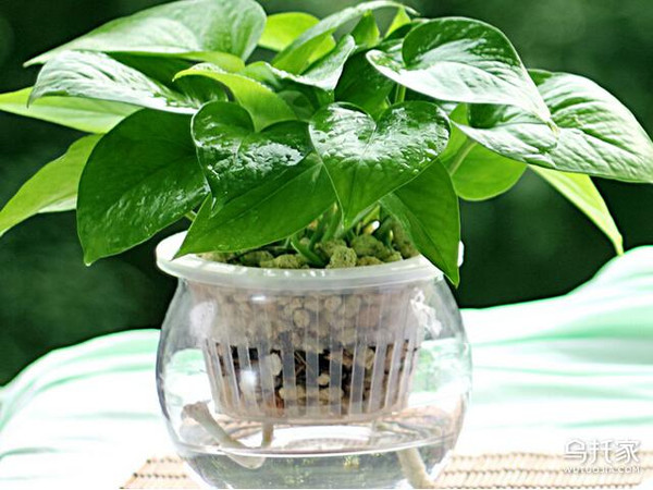 辦公室養(yǎng)花風(fēng)水大忌_辦公室養(yǎng)花_辦公室養(yǎng)花發(fā)朋友圈說(shuō)說(shuō)