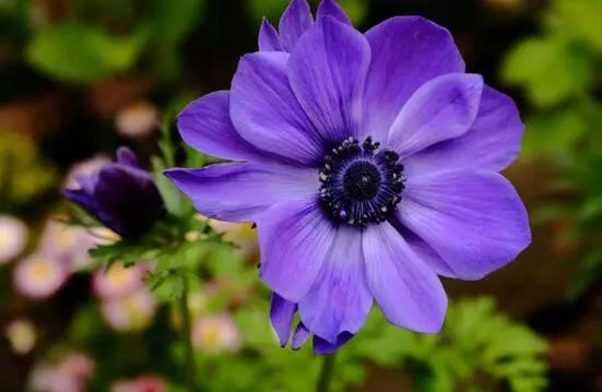 花卉大全藍色花名有哪些_藍色的花名稱大全_藍色花卉大全花名