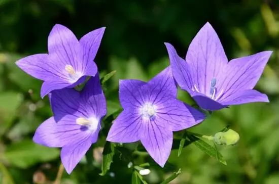 藍色花卉大全花名_花卉大全藍色花名有哪些_藍色的花名稱大全