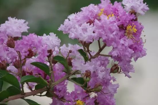 花卉大全藍色花名有哪些_藍色的花名稱大全_藍色花卉大全花名