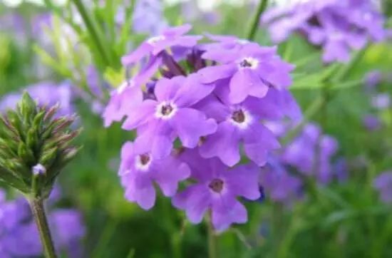 花卉大全藍色花名有哪些_藍色的花名稱大全_藍色花卉大全花名