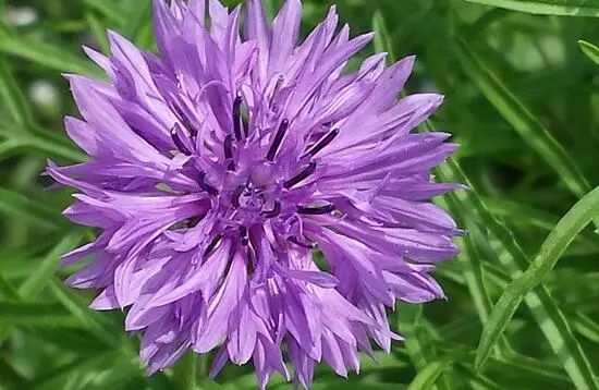 藍色花卉大全花名_藍色的花名稱大全_花卉大全藍色花名有哪些