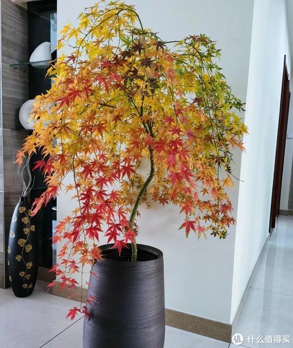 客廳養植物適合家里放什么_客廳適合養植物好風水_家里客廳適合養什么植物