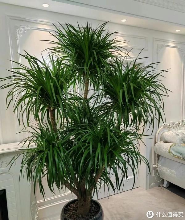 家里客廳適合養什么植物_客廳養植物適合家里放什么_客廳適合養植物好風水