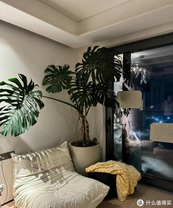 客廳養植物適合家里放什么_家里客廳適合養什么植物_客廳適合養植物好風水