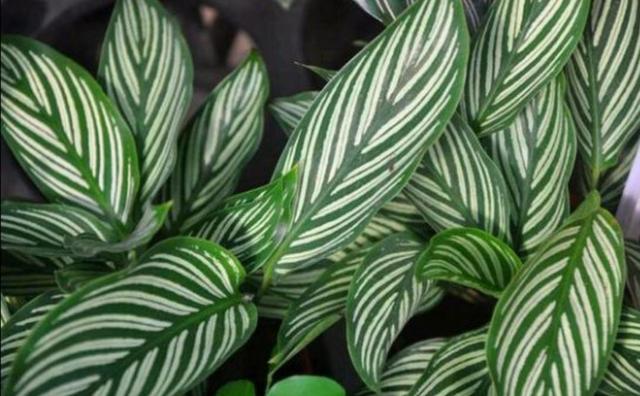 凈化養空氣花家里可以種植嗎_室內凈化空氣花_養什么花可以凈化家里空氣