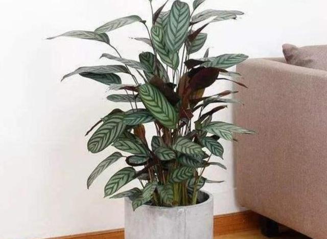 養什么花可以凈化家里空氣_室內凈化空氣花_凈化養空氣花家里可以種植嗎