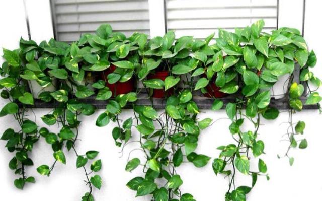 養什么花可以凈化家里空氣_室內凈化空氣花_凈化養空氣花家里可以種植嗎