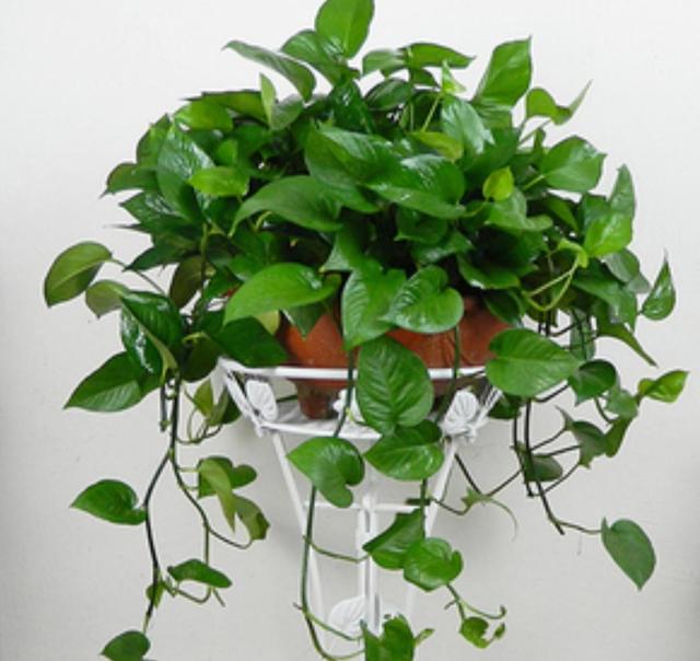 養什么花可以凈化家里空氣_室內凈化空氣花_凈化養空氣花家里可以種植嗎