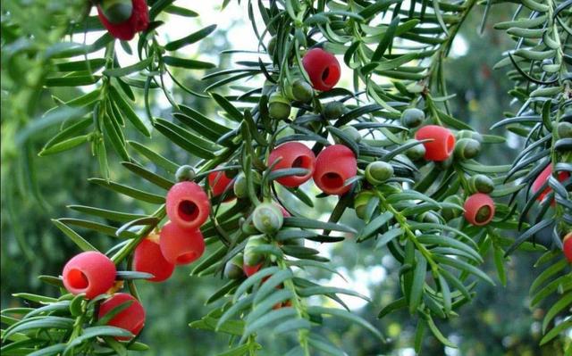 凈化養空氣花家里可以種植嗎_養什么花可以凈化家里空氣_室內凈化空氣花