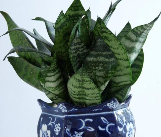 養什么花可以凈化家里空氣_室內凈化空氣花_凈化養空氣花家里可以種植嗎