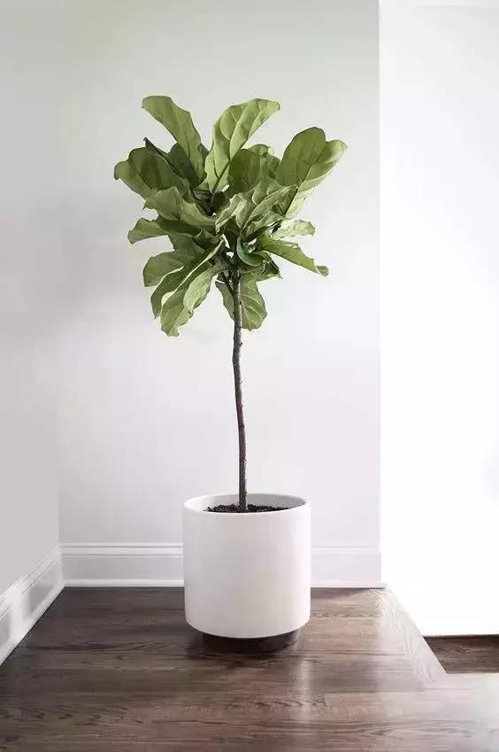 香味綠植一抹香_香味綠植排行_香味綠植