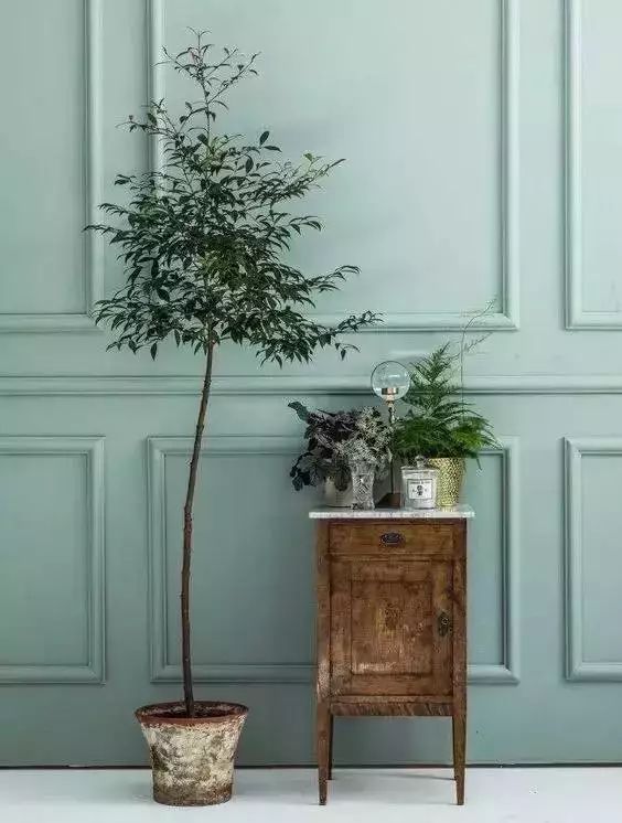 香味綠植排行_香味綠植_香味綠植一抹香