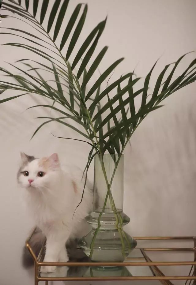 玄關鞋柜放什么植物好_玄關鞋柜上放什么綠植好_玄關鞋柜擺什么花