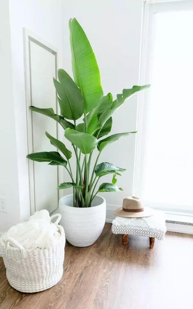 玄關鞋柜上放什么綠植好_玄關鞋柜擺什么花_玄關鞋柜放什么植物好