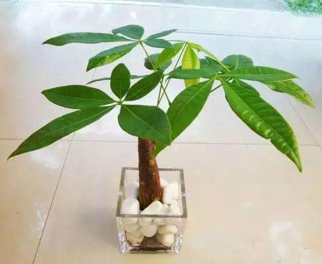 最適合養在家里的花都是什么_什么花適合在家里養_在家養適合花里放什么