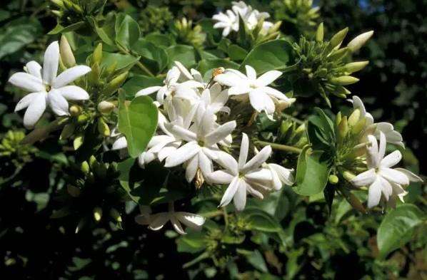 在家養適合花里放什么_什么花適合在家里養_最適合養在家里的花都是什么