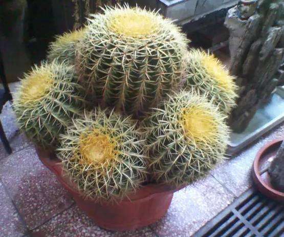 什么花適合在家里養_在家養適合花里放什么_最適合養在家里的花都是什么