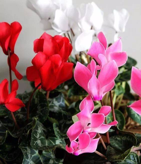 冬養綠植天可以淋雨嗎_冬天可養的綠植_冬養綠植天可以澆水嗎