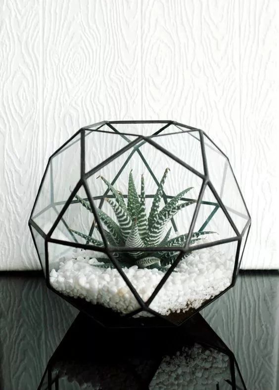 冬養綠植天可以淋雨嗎_冬天可養的綠植_冬養綠植天可以澆水嗎