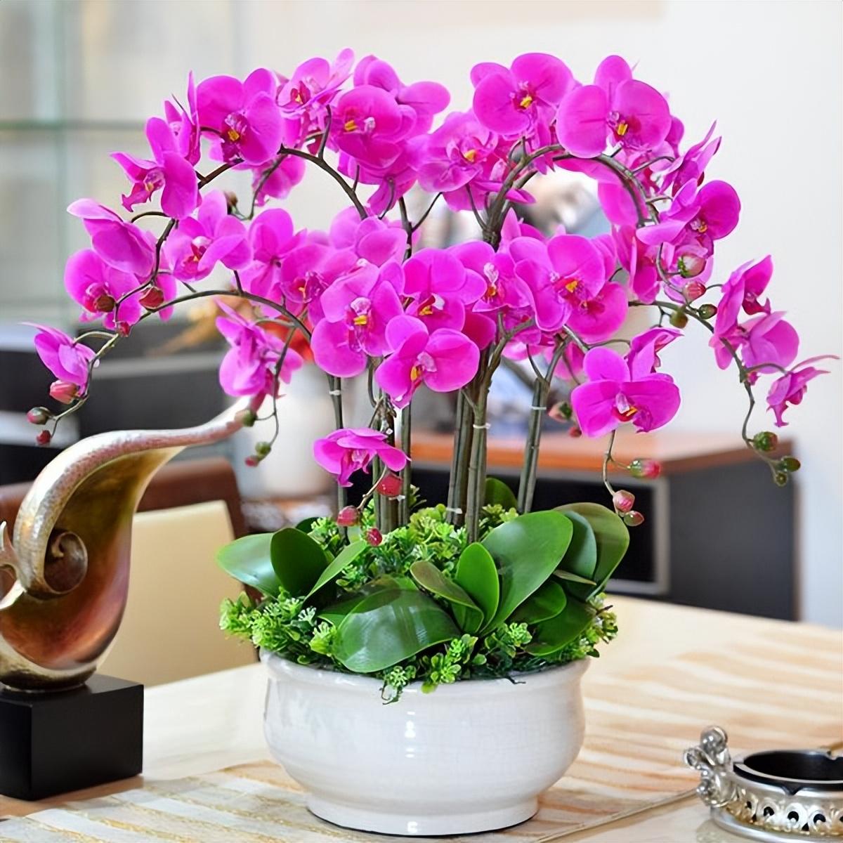 養室外室內蝴蝶蘭好嗎_蝴蝶蘭室內養還是室外養_養室外室內蝴蝶蘭好不好