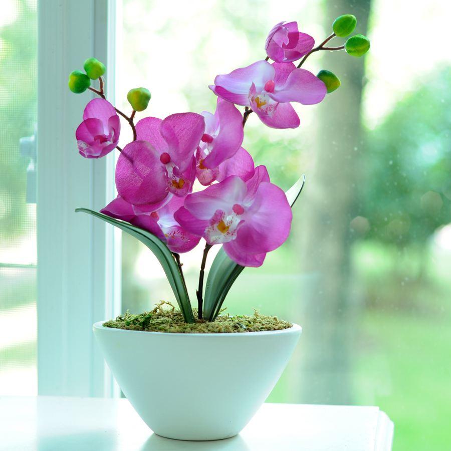 蝴蝶蘭室內養還是室外養_養室外室內蝴蝶蘭好不好_養室外室內蝴蝶蘭好嗎