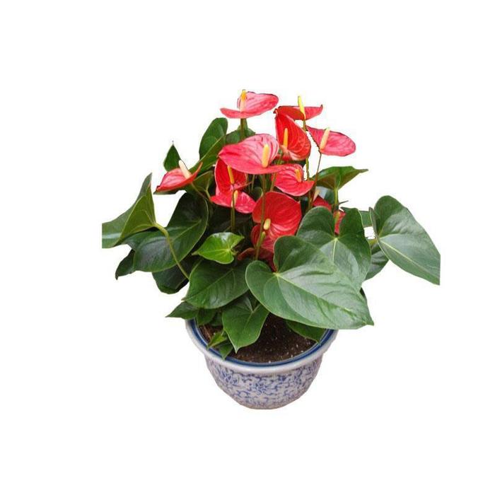 送花喬遷的話_喬遷送花的祝福語_喬遷之喜送花的寓意