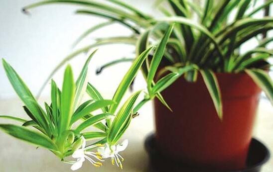 家里客廳養什么花最好，能旺客廳風水的十種花卉