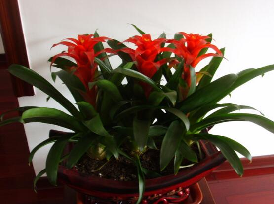 適合家中養的綠植_家中養綠植適合養什么花_家里養綠植養什么好