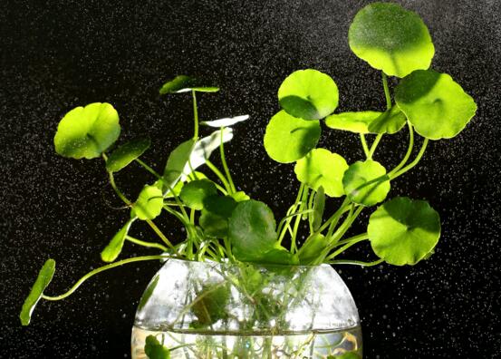 家中養綠植適合養什么花_適合家中養的綠植_家里養綠植養什么好