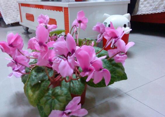 家中養綠植適合養什么花_適合家中養的綠植_家里養綠植養什么好