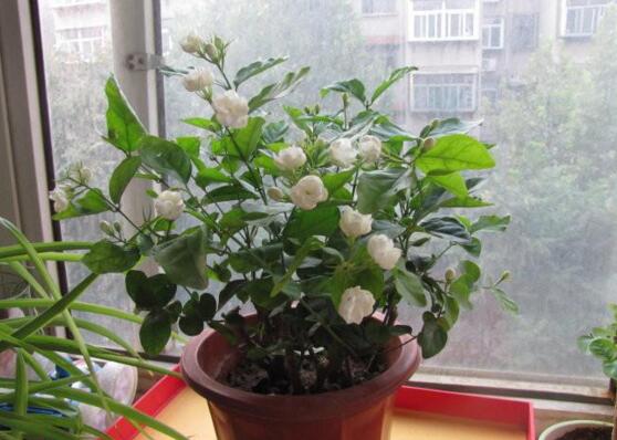 家里養綠植養什么好_家中養綠植適合養什么花_適合家中養的綠植