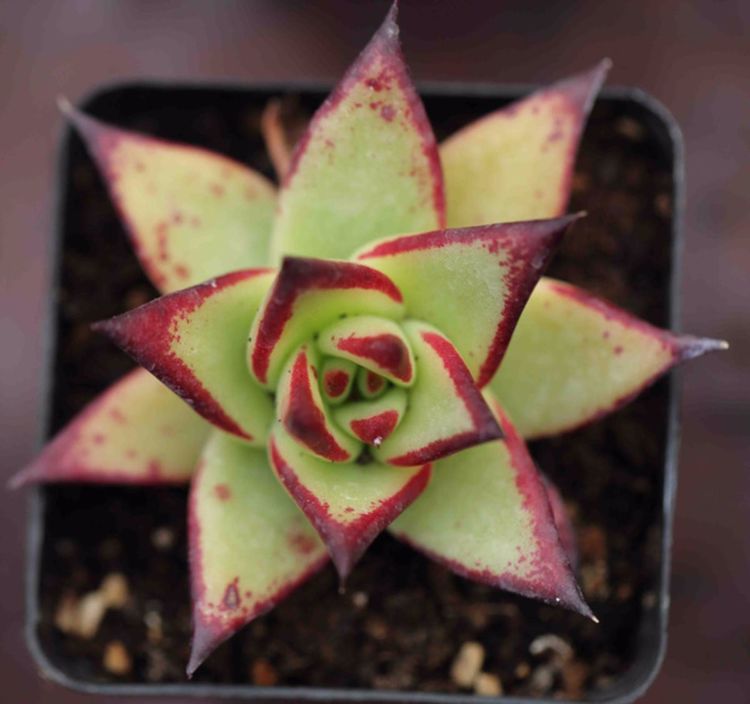 多肉烏木怎么養_多肉烏木好不好養_多肉烏木越養越瘦