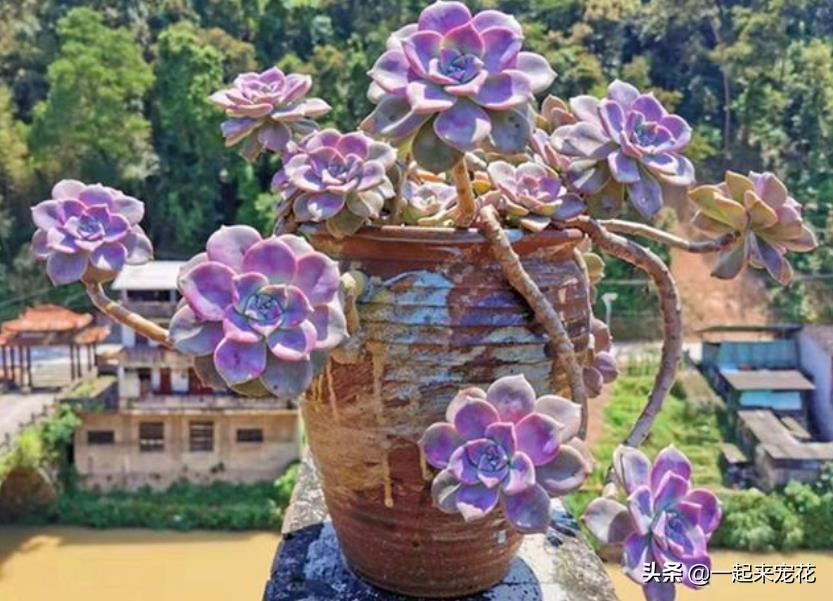 <strong>趁著還沒立冬，趕緊養盆多肉紫樂，皮實好養越曬越好看，值得擁有</strong>