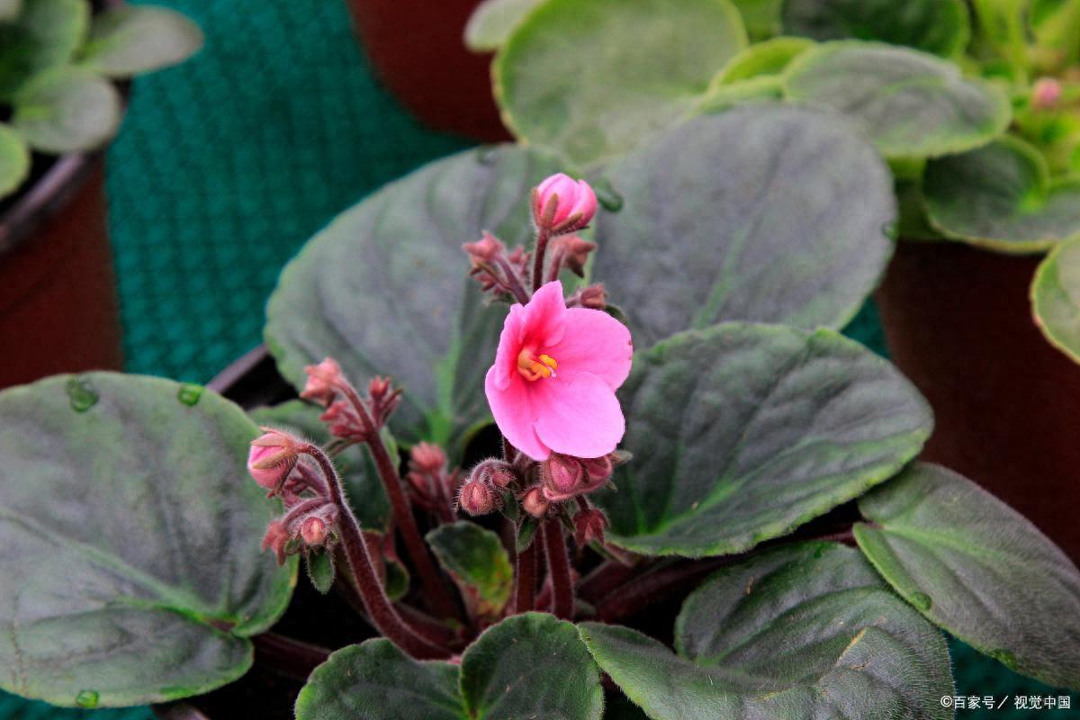 18種超級(jí)耐陰的花，沒光也能養(yǎng)爆盆，客廳陽(yáng)臺(tái)輕松養(yǎng)