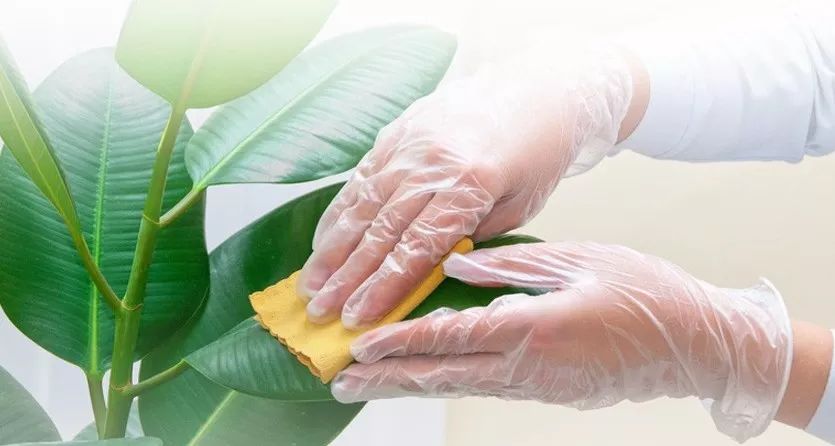 室內灰塵多養什么植物_家里灰塵多養什么植物在室內_灰塵室內養植物家里好嗎