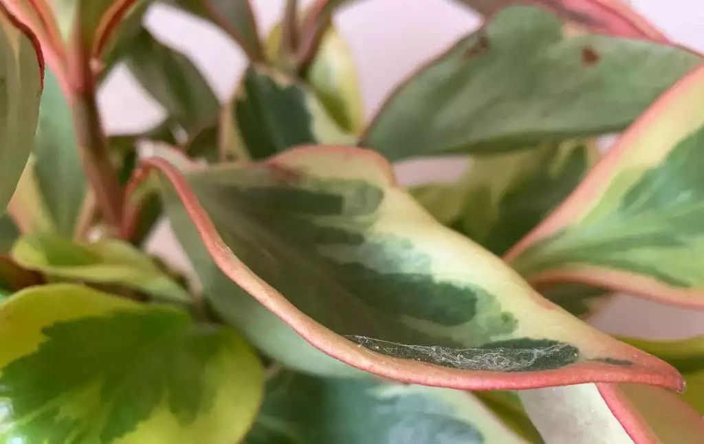 家里灰塵多養什么植物在室內_室內灰塵多養什么植物_灰塵室內養植物家里好嗎