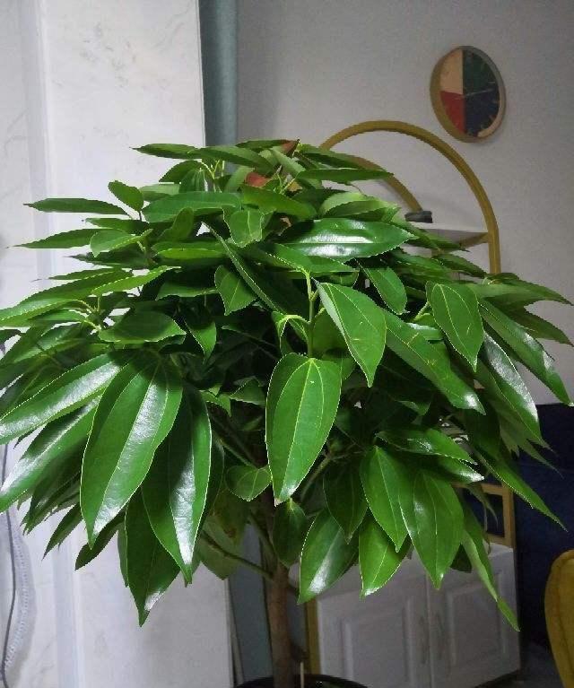 家里養什么花對身體好_養好身體是什么意思_養花養生