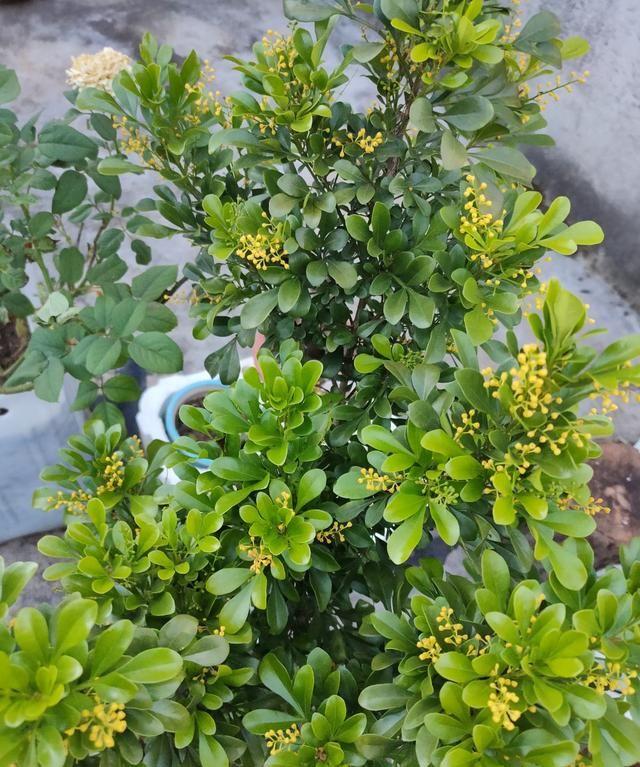 養花養生_養好身體是什么意思_家里養什么花對身體好