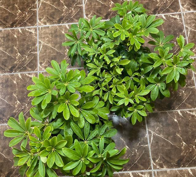 養花養生_養好身體是什么意思_家里養什么花對身體好