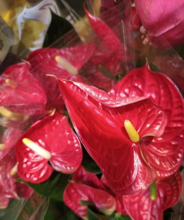 家里養什么花對身體好_養好身體是什么意思_養花養生