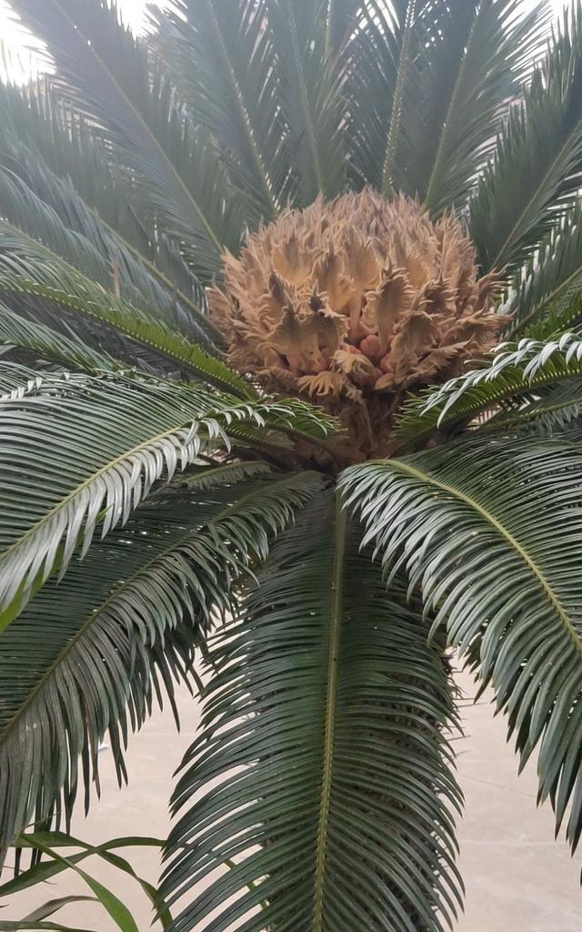 家里養什么花對身體好_養花養生_養好身體是什么意思