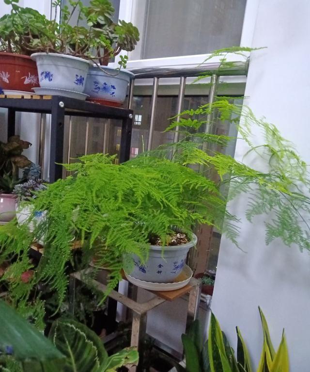 養好身體是什么意思_養花養生_家里養什么花對身體好