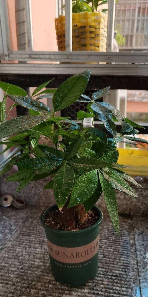 養好身體是什么意思_家里養什么花對身體好_養花養生