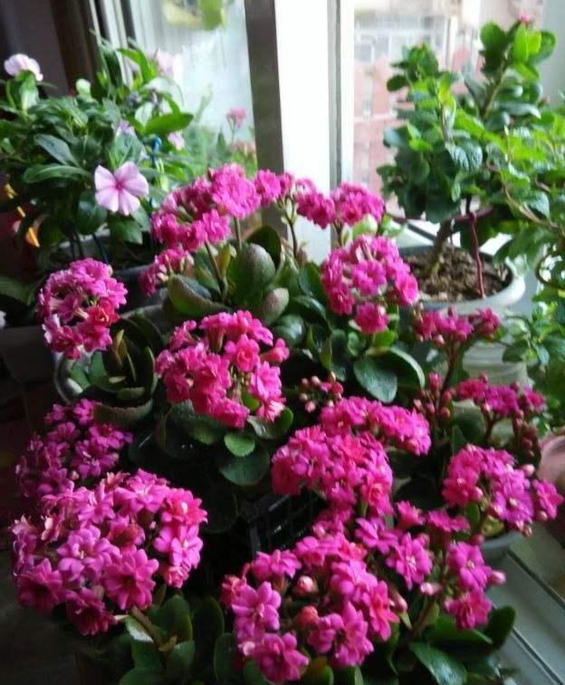 養花養生_家里養什么花對身體好_養好身體是什么意思