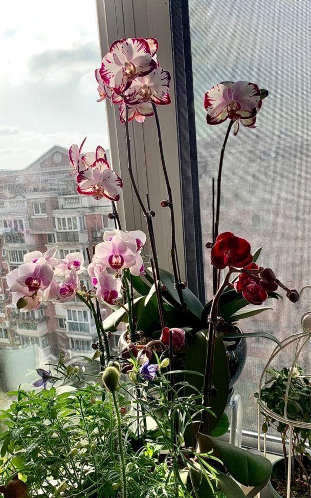 養花養生_家里養什么花對身體好_養好身體是什么意思