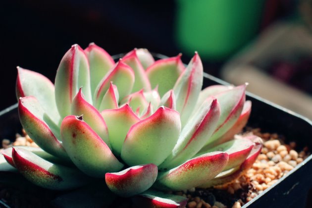 <strong>花月夜怎么養？多肉植物花月夜的養殖方法和注意事項</strong>