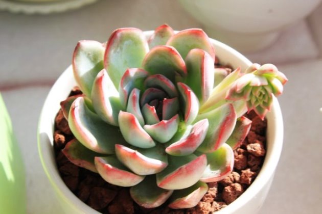 多肉養護注意事項_事項多肉養護注意什么_多肉植物養護注意事項