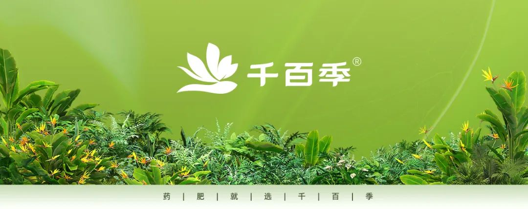 發財樹、幸福樹等大型綠植冬天怎么養？快來看看